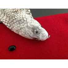 Load image into Gallery viewer, خرزة الافعى الكوبرى الملك خرزة الحية الاصلية - شيخ روحاني معالج روحاني حرز خرز ابطال السحر علاج روحاني رقية شرعية