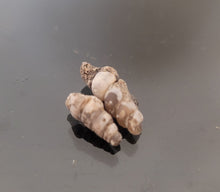 Load image into Gallery viewer, عرق السواحل الزوج الارضي القوقع الطبيعي الروحاني العرق السواحلي