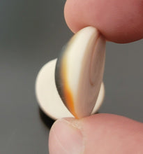 Load image into Gallery viewer, خرزة العطف البحري الروحاني الاصلي المار مهرة او خرزة الحية تتحرك بالخل زوج فعال