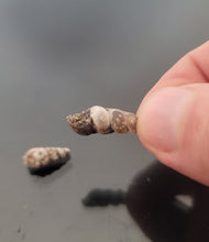 Load image into Gallery viewer, عرق السواحل الزوج الارضي القوقع الطبيعي الروحاني العرق السواحلي