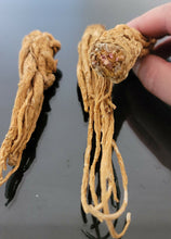 Load image into Gallery viewer, عرق السواحل العرق الشجري الروحاني القفاز النادر جدا بالضمان والتجريب