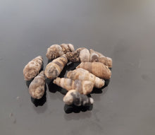 Load image into Gallery viewer, عرق السواحل الزوج الارضي القوقع الطبيعي الروحاني العرق السواحلي