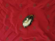 Load image into Gallery viewer, فرج الضبعة ملفوف الحرير الاحمر لاول مرة على المزاد اندر من نادر قطعه واحدة