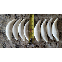 Load image into Gallery viewer, ناب الذئب الاسود العملاق النادر الروحاني والعجيب نادر جدا وخواص رهيبة عدد محدود