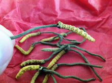 Load image into Gallery viewer, عرق السواحل الارضي النببات الطبيعي الروحاني النادر الدودي الاصلي