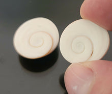 Load image into Gallery viewer, خرزة العطف البحري الروحاني الاصلي المار مهرة او خرزة الحية تتحرك بالخل زوج فعال