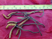 Load image into Gallery viewer, عرق السواحل الارضي النببات الطبيعي الروحاني النادر الدودي الاصلي