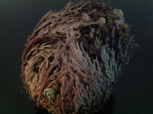 Load image into Gallery viewer, نبات الحياة او نبات سيدنا الخضر نادر جدا ومفيد جدا روحاني طبيعي نادر فوائد كثيرة