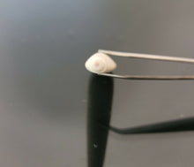 Load image into Gallery viewer, عرق السواحل الابيض الزوج الملكي الانادر ذكر وانثى روحاني فعال مجرب بالضمان