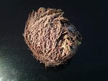 Load image into Gallery viewer, نبات الحياة او نبات سيدنا الخضر نادر جدا ومفيد جدا روحاني طبيعي نادر فوائد كثيرة