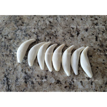 Load image into Gallery viewer, ناب الذئب الاسود العملاق النادر الروحاني والعجيب نادر جدا وخواص رهيبة عدد محدود