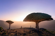 Load image into Gallery viewer, بخور المره بخور المر الطبيعي الاصلي الروحاني بخور حضر موت النادر للعلاجات والرقي