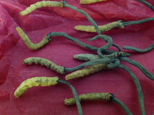 Load image into Gallery viewer, عرق السواحل الارضي النببات الطبيعي الروحاني النادر الدودي الاصلي