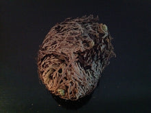 Load image into Gallery viewer, نبات الحياة او نبات سيدنا الخضر نادر جدا ومفيد جدا روحاني طبيعي نادر فوائد كثيرة