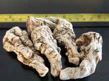 Load image into Gallery viewer, عرق السواحل النباتي الاصلي الطبيعي لاول مرة روحاني نادر جدا فعال وشامل العمل