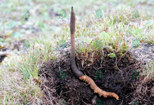 Load image into Gallery viewer, عرق السواحل الارضي النببات الطبيعي الروحاني النادر الدودي الاصلي