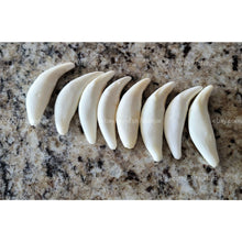 Load image into Gallery viewer, ناب الذئب الاسود العملاق النادر الروحاني والعجيب نادر جدا وخواص رهيبة عدد محدود