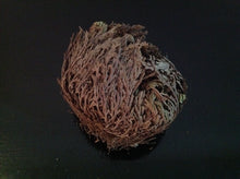 Load image into Gallery viewer, نبات الحياة او نبات سيدنا الخضر نادر جدا ومفيد جدا روحاني طبيعي نادر فوائد كثيرة