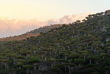 Load image into Gallery viewer, بخور المره بخور المر الطبيعي الاصلي الروحاني بخور حضر موت النادر للعلاجات والرقي