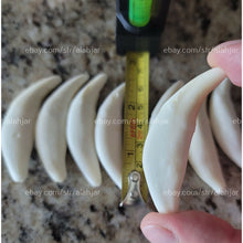 Load image into Gallery viewer, ناب الذئب الاسود العملاق النادر الروحاني والعجيب نادر جدا وخواص رهيبة عدد محدود