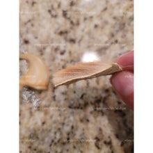 Load image into Gallery viewer, مخلب السبع الروحاني العجيب مخلب الاسدالروحاني الاصلي النادر جدا جدا بالضمان