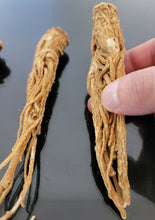 Load image into Gallery viewer, عرق السواحل العرق الشجري الروحاني القفاز النادر جدا بالضمان والتجريب