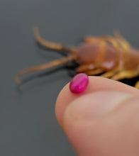 Load image into Gallery viewer, خرزة الاربع والاربعين الروحانية الرهيبة والبيع بالضمان عملها روحاني مجرب شغال