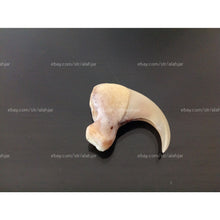 Load image into Gallery viewer, مخلب السبع الروحاني العجيب مخلب الاسدالروحاني الاصلي النادر جدا جدا بالضمان