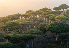 Load image into Gallery viewer, بخور المره بخور المر الطبيعي الاصلي الروحاني بخور حضر موت النادر للعلاجات والرقي