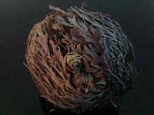 Load image into Gallery viewer, نبات الحياة او نبات سيدنا الخضر نادر جدا ومفيد جدا روحاني طبيعي نادر فوائد كثيرة