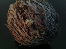 Load image into Gallery viewer, نبات الحياة او نبات سيدنا الخضر نادر جدا ومفيد جدا روحاني طبيعي نادر فوائد كثيرة