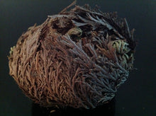 Load image into Gallery viewer, نبات الحياة او نبات سيدنا الخضر نادر جدا ومفيد جدا روحاني طبيعي نادر فوائد كثيرة