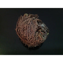 Load image into Gallery viewer, نبات الحياة او نبات سيدنا الخضر - نبات طبيعي روحاني - شيخ روحاني معالج روحاني مركز روحاني علاج روحاني