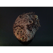 Load image into Gallery viewer, نبات الحياة او نبات سيدنا الخضر - نبات طبيعي روحاني - شيخ روحاني معالج روحاني مركز روحاني علاج روحاني