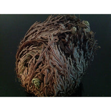 Load image into Gallery viewer, نبات الحياة او نبات سيدنا الخضر - نبات طبيعي روحاني - شيخ روحاني معالج روحاني مركز روحاني علاج روحاني