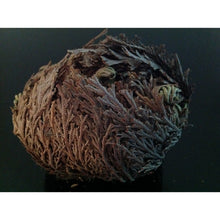 Load image into Gallery viewer, نبات الحياة او نبات سيدنا الخضر - نبات طبيعي روحاني - شيخ روحاني معالج روحاني مركز روحاني علاج روحاني