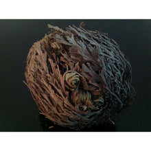 Load image into Gallery viewer, نبات الحياة او نبات سيدنا الخضر - نبات طبيعي روحاني - شيخ روحاني معالج روحاني مركز روحاني علاج روحاني