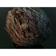 Load image into Gallery viewer, نبات الحياة او نبات سيدنا الخضر - نبات طبيعي روحاني - شيخ روحاني معالج روحاني مركز روحاني علاج روحاني